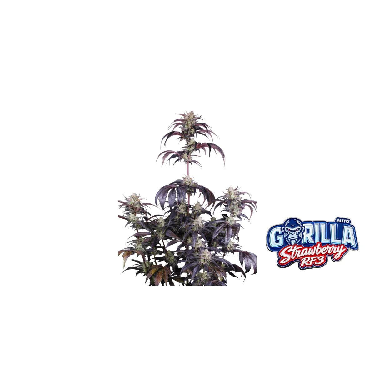 Fast Buds Strawberry Gorilla Auto RF3 Hanfsamen