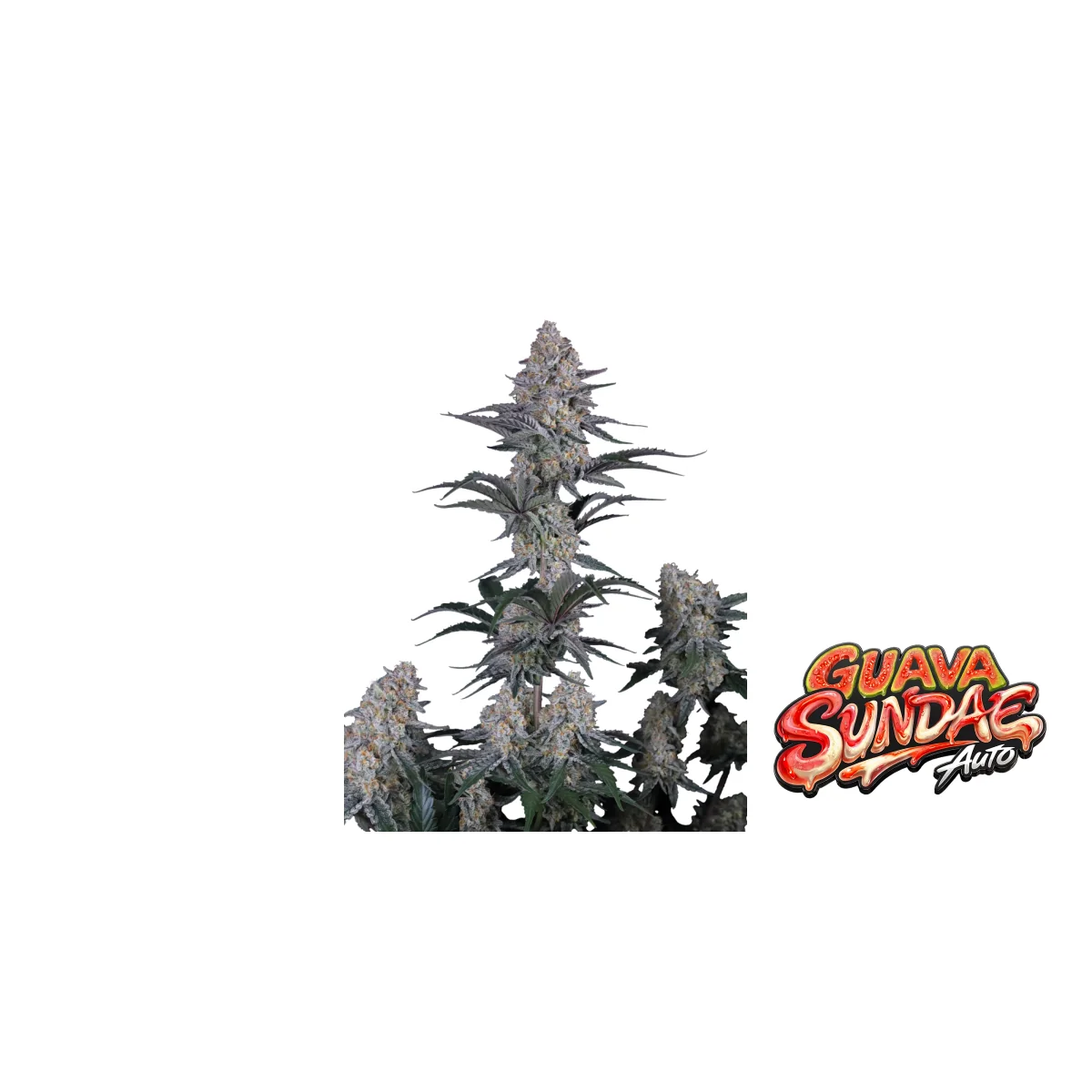 Fast Buds Guava Sundae Auto Hanfsamen