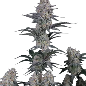 Fast Buds Guava Sundae Auto Hanfsamen