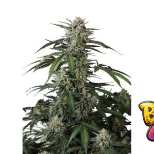 Fast Buds Banana Guava Auto Hanfsamen