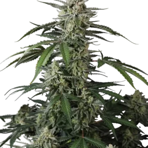 Fast Buds Banana Guava Auto Hanfsamen