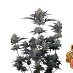 Fast Buds Mendo Guava Auto Hanfsamen