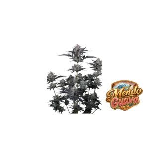 Fast Buds Mendo Guava Auto Hanfsamen