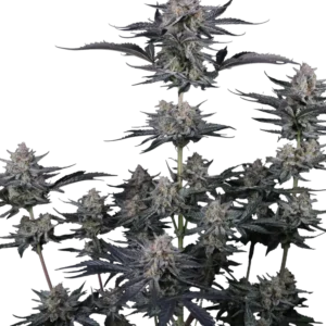 Fast Buds Mendo Guava Auto Hanfsamen
