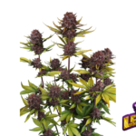 Fast Buds Purple Lemonade Auto RF3 Hanfsamen