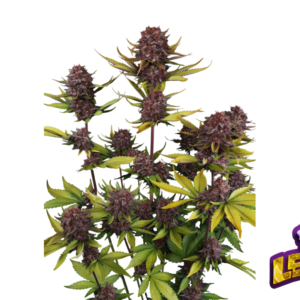 Fast Buds Purple Lemonade Auto RF3 Hanfsamen