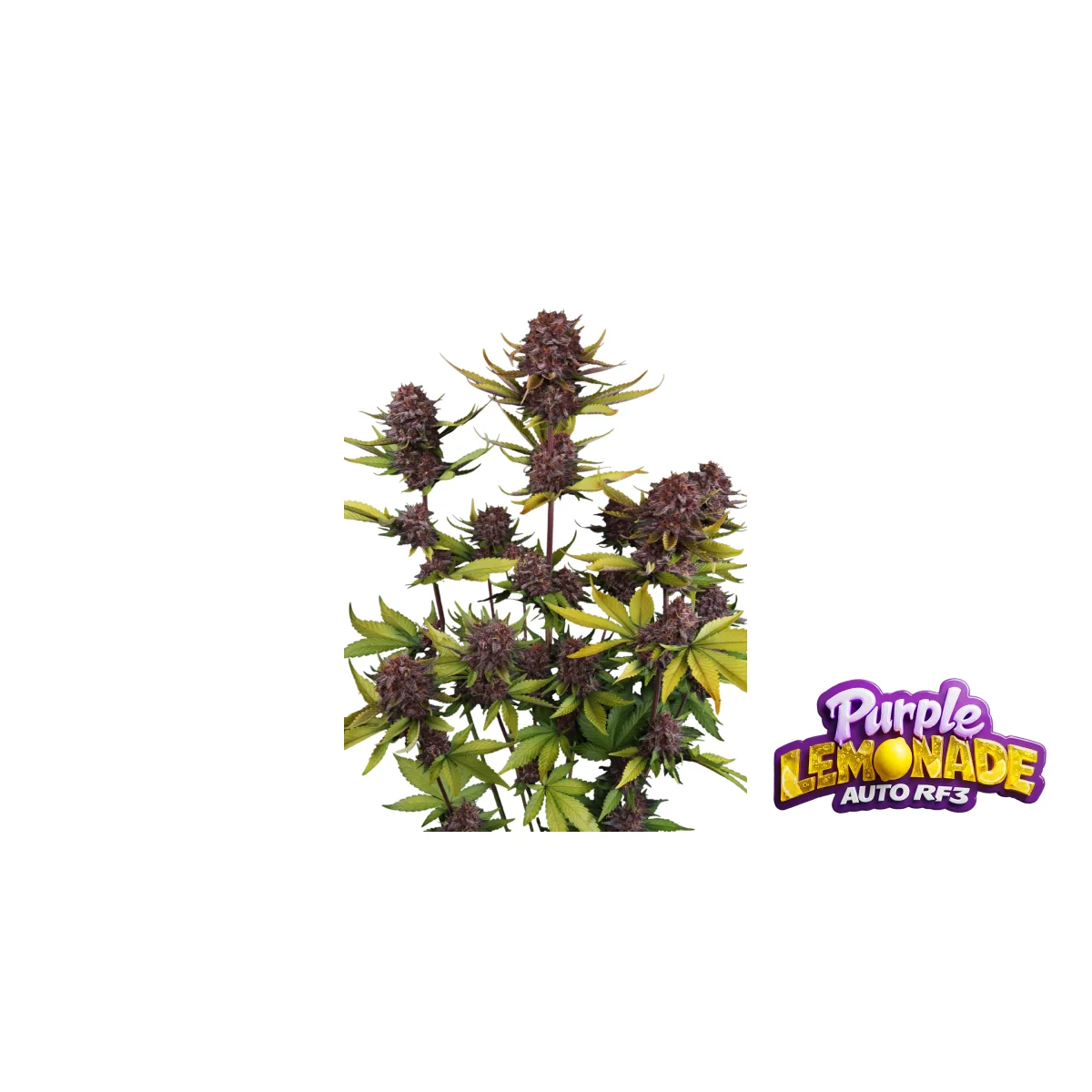 Fast Buds Purple Lemonade Auto RF3 Hanfsamen