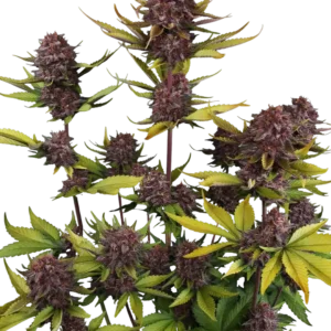 Fast Buds Purple Lemonade Auto RF3 Hanfsamen