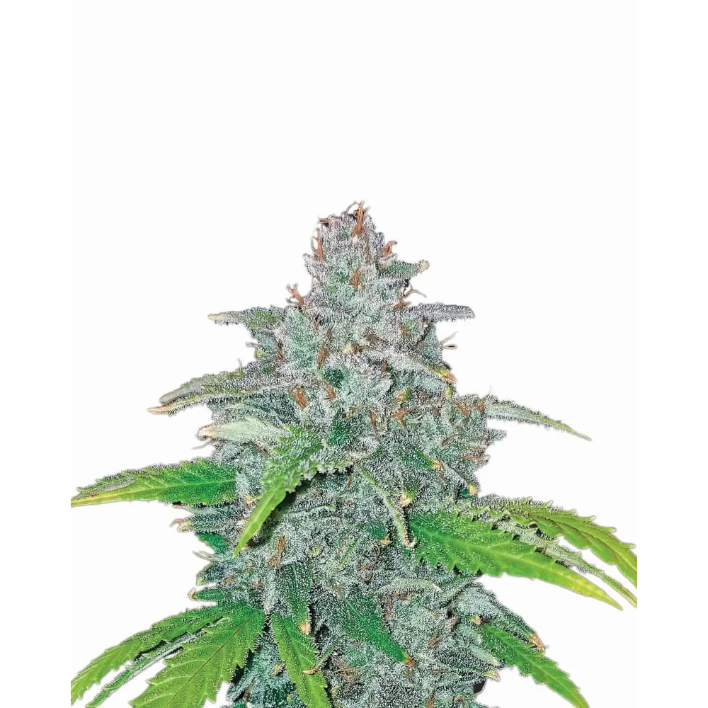 Nirvana Seeds Blue Dream Auto feminisiert
