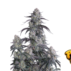 Fast Buds Pineapple OG Auto Hanfsamen