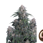 Fast Buds GMO Auto Hanfsamen