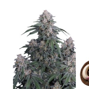 Fast Buds GMO Auto Hanfsamen