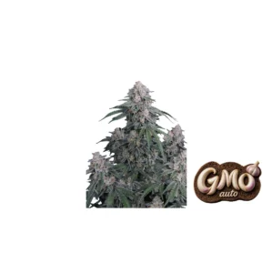 Fast Buds GMO Auto Hanfsamen