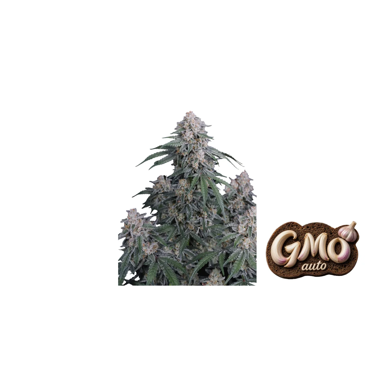Fast Buds GMO Auto Hanfsamen