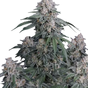 Fast Buds GMO Auto Hanfsamen