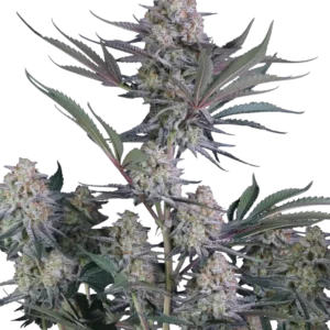 Fast Buds Lemon Tree Auto Hanfsamen