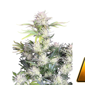 Fast Buds AK Auto Hanfsamen