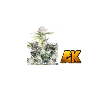 Fast Buds AK Auto Hanfsamen