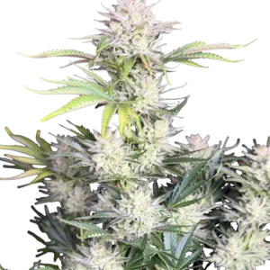 Fast Buds AK Auto Hanfsamen