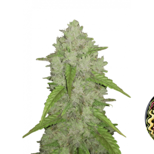 Fast Buds Amnesia Haze Auto Hanfsamen