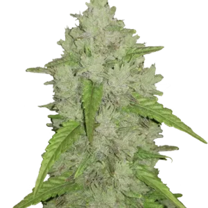 Fast Buds Amnesia Haze Auto Hanfsamen