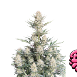 Fast Buds BubbleGum Auto Hanfsamen