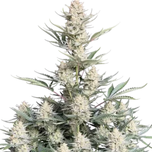 Fast Buds BubbleGum Auto Hanfsamen