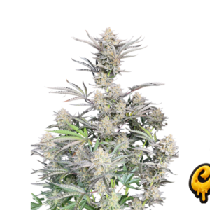 Fast Buds Cheese Auto Hanfsamen