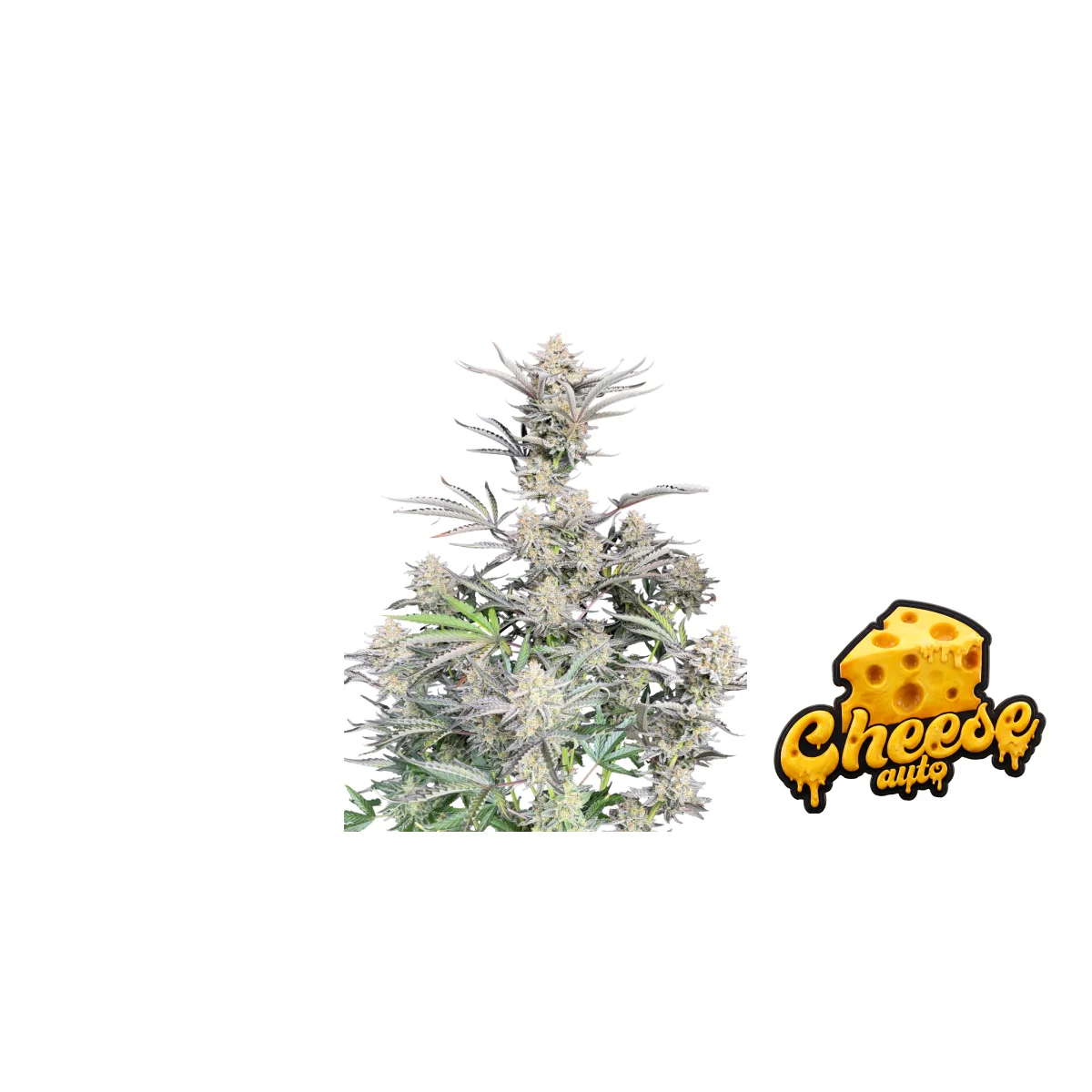 Fast Buds Cheese Auto Hanfsamen