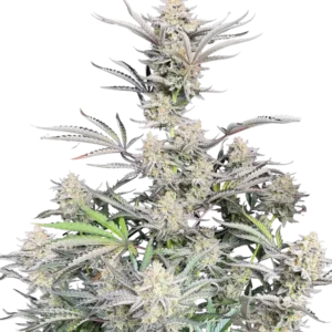 Fast Buds Cheese Auto Hanfsamen