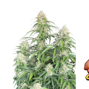 Fast Buds Jack Herer Auto Hanfsamen
