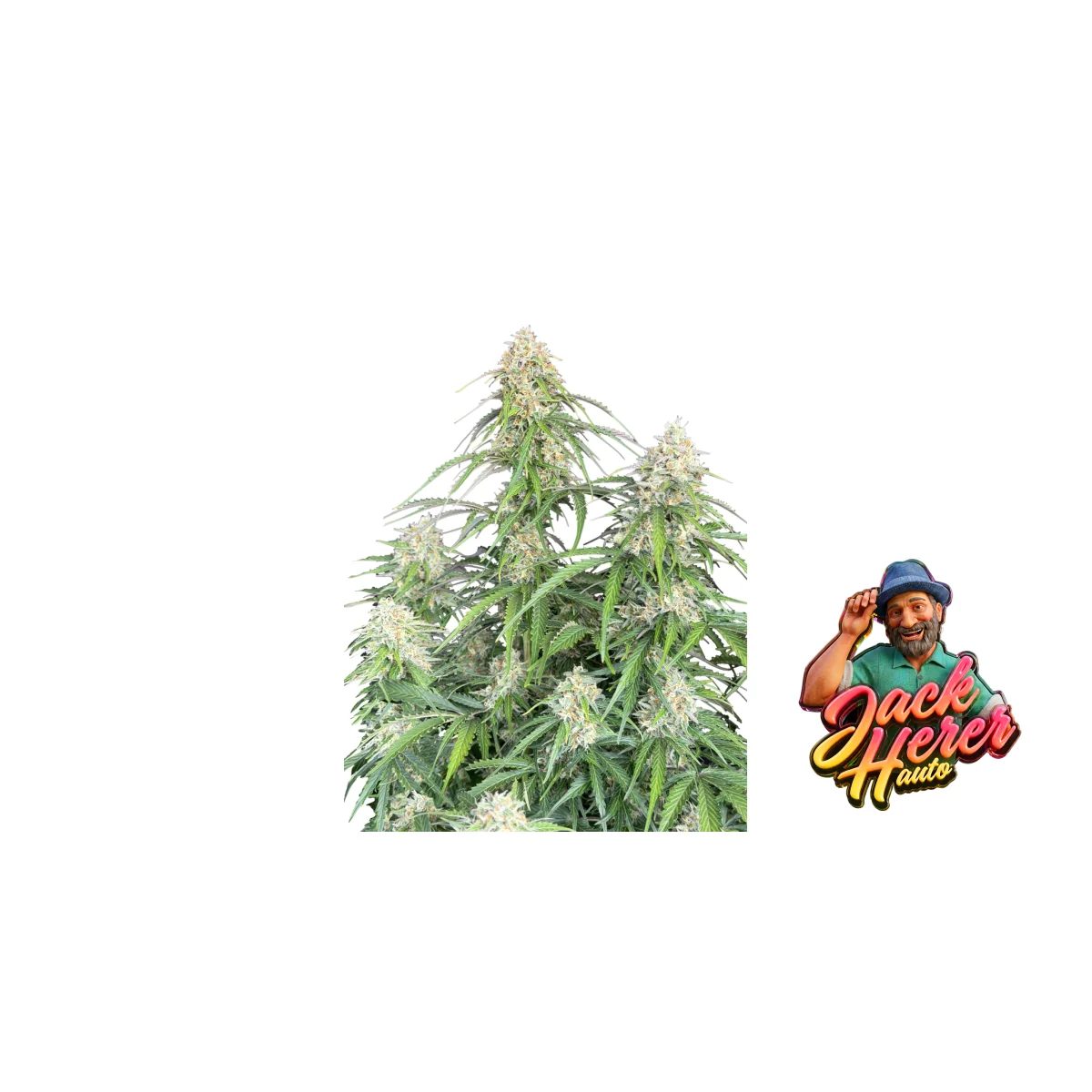 Fast Buds Jack Herer Auto Hanfsamen