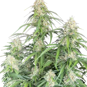 Fast Buds Jack Herer Auto Hanfsamen