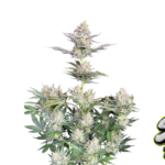 Fast Buds Skunk Auto Hanfsamen