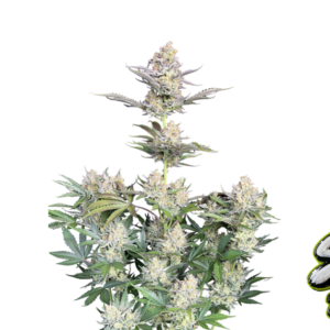 Fast Buds Skunk Auto Hanfsamen
