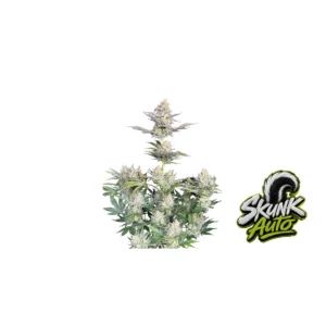 Fast Buds Skunk Auto Hanfsamen