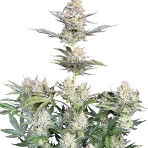 Fast Buds Skunk Auto Hanfsamen