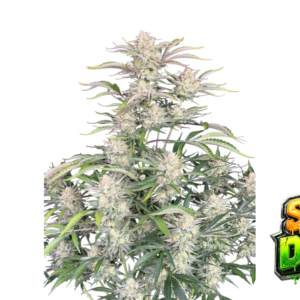 Fast Buds Sour Diesel Auto Hanfsamen