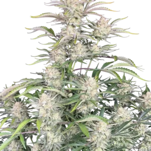 Fast Buds Sour Diesel Auto Hanfsamen