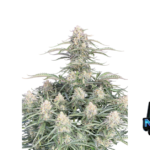Fast Buds Northern Lights Auto Hanfsamen