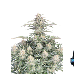 Fast Buds Northern Lights Auto Hanfsamen