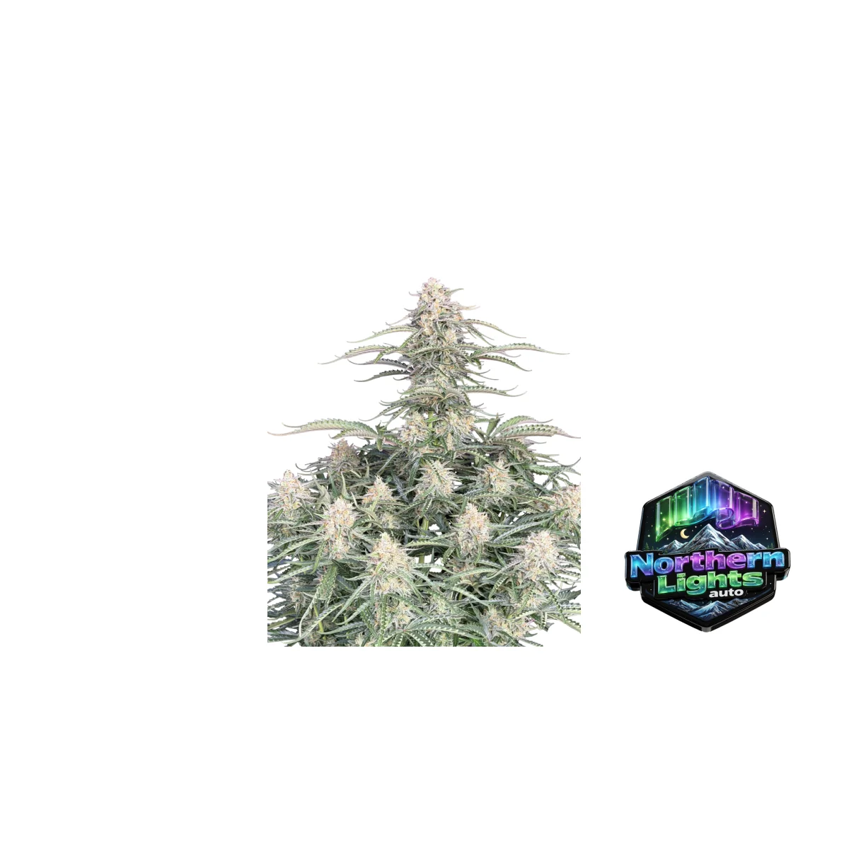 Fast Buds Northern Lights Auto Hanfsamen