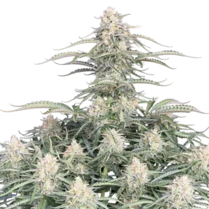 Fast Buds Northern Lights Auto Hanfsamen