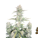 Fast Buds OG Kush Auto Hanfsamen