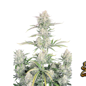 Fast Buds OG Kush Auto Hanfsamen