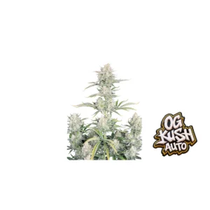 Fast Buds OG Kush Auto Hanfsamen