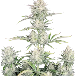 Fast Buds OG Kush Auto Hanfsamen
