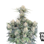 Fast Buds White Widow Auto Hanfsamen