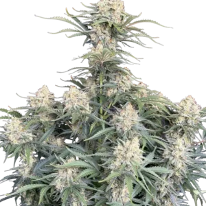 Fast Buds White Widow Auto Hanfsamen