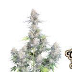 Fast Buds Afghan Kush Auto Hanfsamen